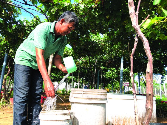 Khởi nghiệp trồng nho ở xứ Dừa