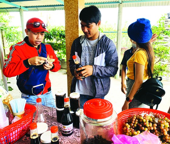 Khởi nghiệp trồng nho ở xứ Dừa