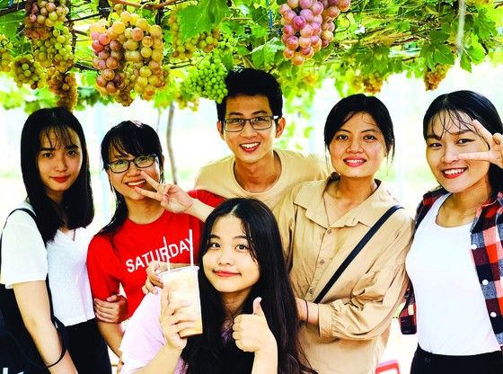 Khởi nghiệp trồng nho ở xứ Dừa