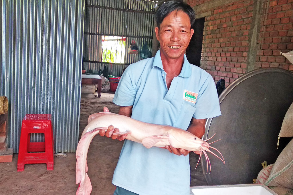 Long An: Nông dân bắt được cá trê 80cm, nặng hơn 3,5kg