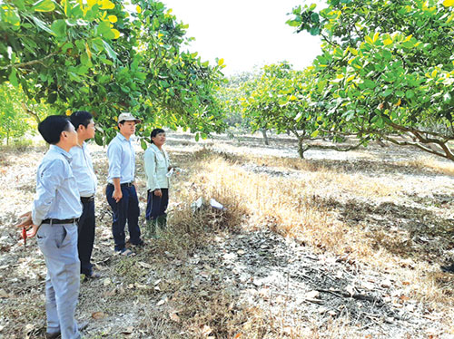 Tái cơ cấu nông nghiệp gắn với ứng dụng công nghệ cao