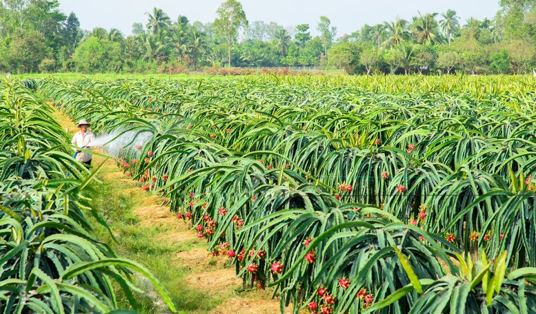 Vĩnh Long trên đường phát triển