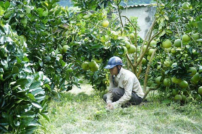 Xây dựng Mường Ảng thành vùng chuyên canh cây ăn quả