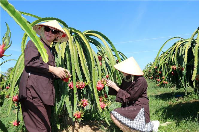 Thanh long Bình Thuận được bảo hộ chỉ dẫn địa lý tại 13 quốc gia, vùng lãnh thổ