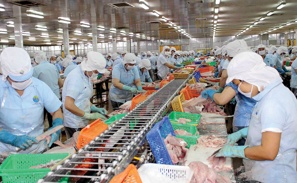 Thị trường tiêu thụ cá tra dần được phục hồi
