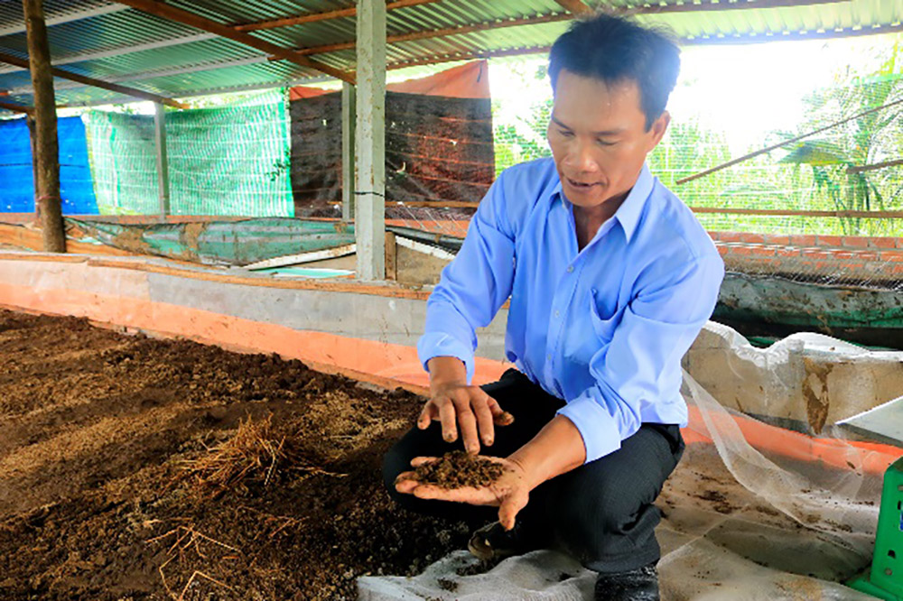 Hướng dẫn chi tiết kỹ thuật nuôi giun quế hiệu quả  nuôi trùn quế