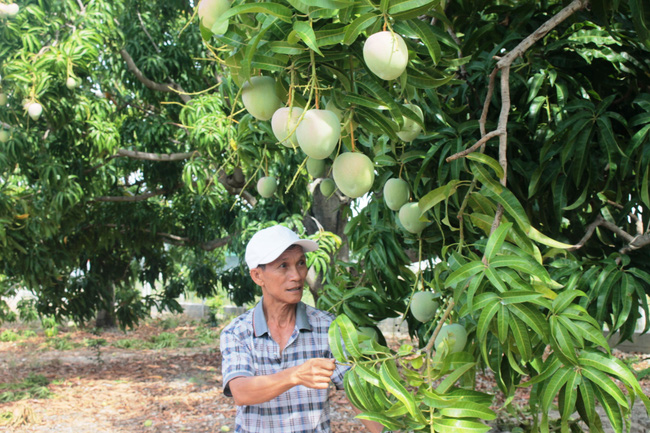 “Mách nước” nông dân trồng lúa vụ đông xuân