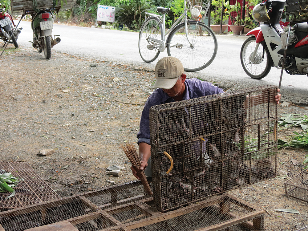 Độc đáo những khu “chợ” chuột