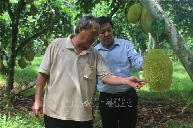 Thu tiền tỷ mỗi năm từ trồng mít
