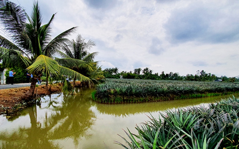 Đến với xứ Gò Quao