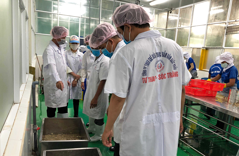 Tham quan quy trình chế biến nấm rơm