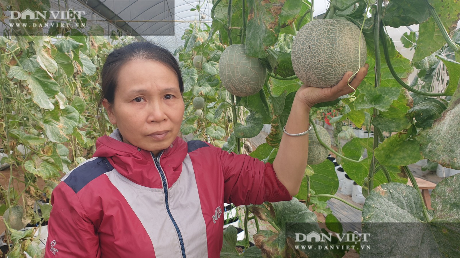 Thái Bình: Đam mê trồng dưa công nghệ cao, U50 bỏ túi hơn nửa tỷ đồng/năm