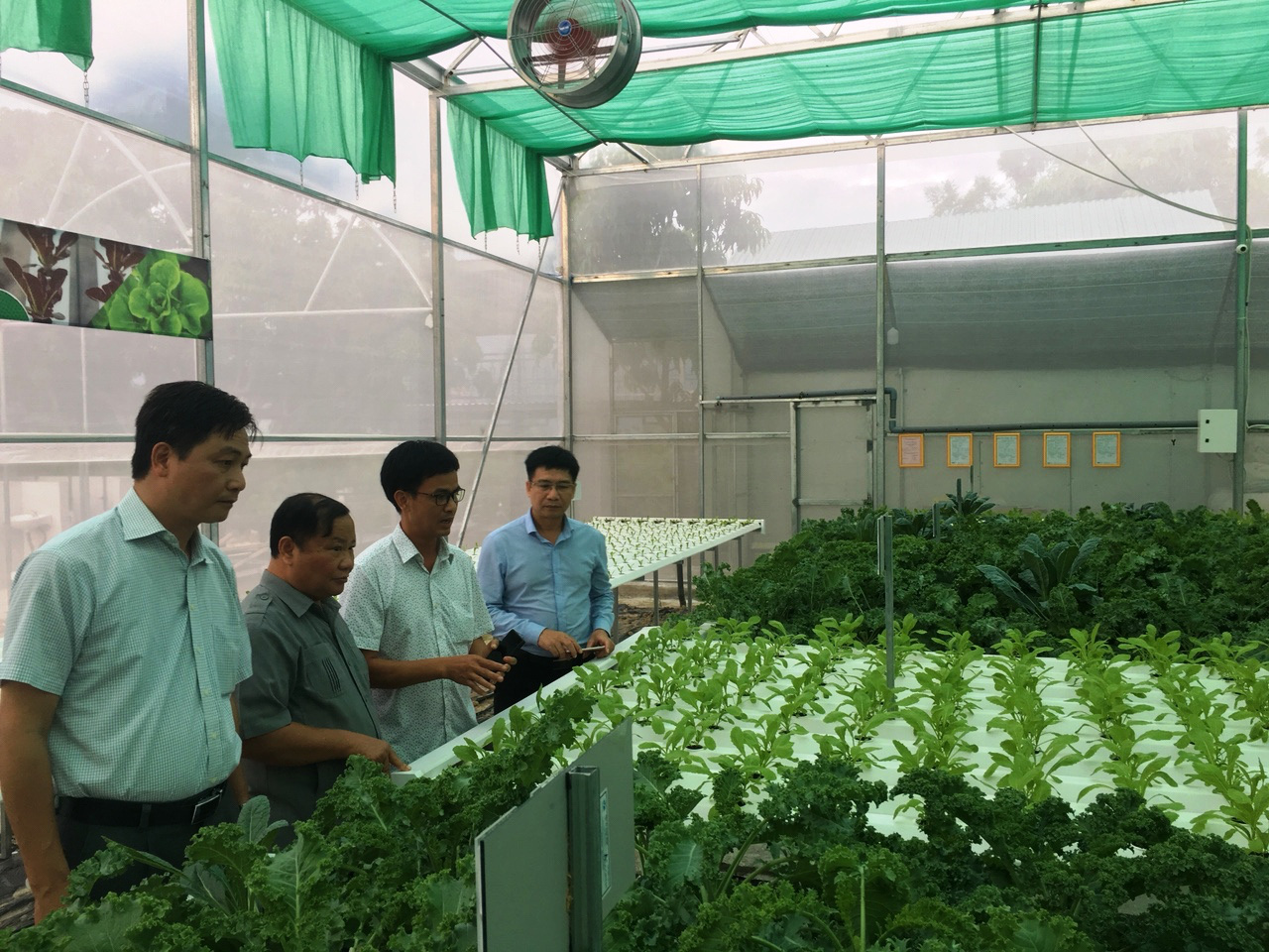 Nuôi vịt trên cát, trồng rau thủy canh nhổ lên ăn ngay được, nông dân tỉnh Khánh Hòa khá giả lên
