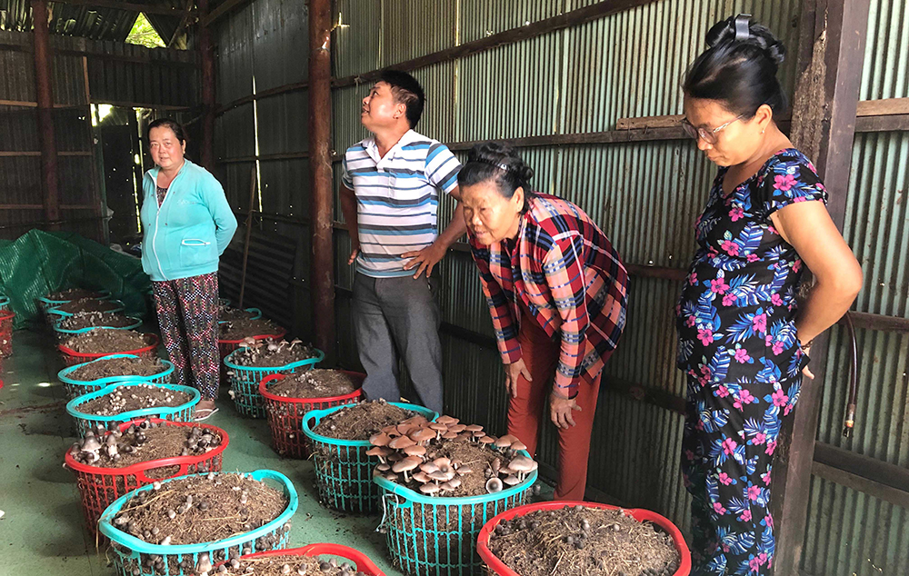 Hiệu quả trồng nấm công nghệ cao  Trang chủ  Báo Bắc Ninh