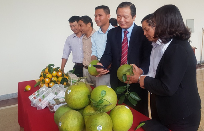 Trồng cây có múi ở miền Bắc: Vì sao Trung tâm Khuyến nông Quốc gia khuyên 5 điều này?