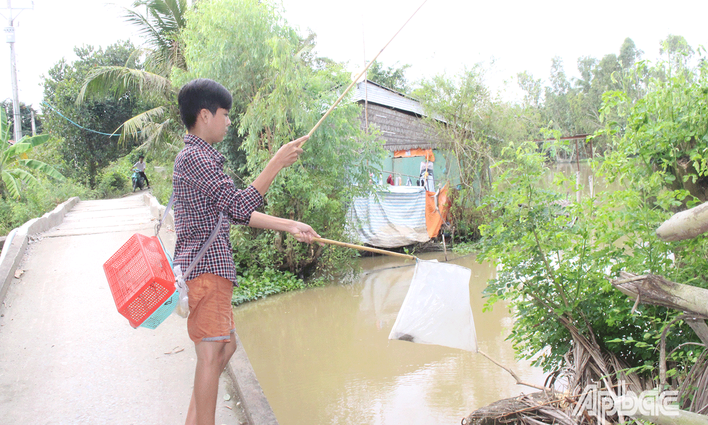 Câu rắn mối cho thu nhập khá