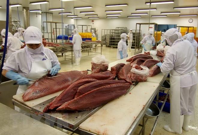 Các nước tranh mua, xuất khẩu cá ngừ có 1 năm lịch sử hiếm có