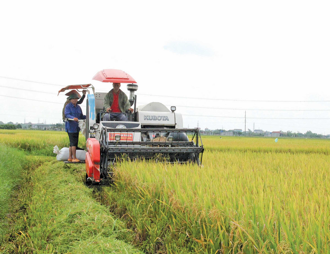 Vượt khó khăn, sản xuất lúa miền Bắc thắng lớn