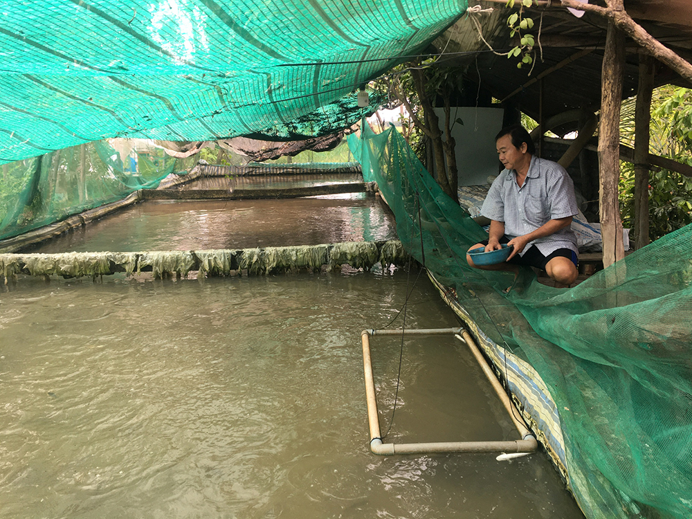 Kỹ thuật nuôi cá lóc trong bể xi măng Mô hình nuôi cá lóc hiệu quả