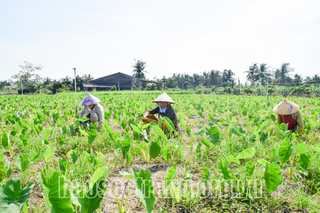 Đổi thay từ xây dựng nông thôn mới ở xã đảo An Thạnh 3