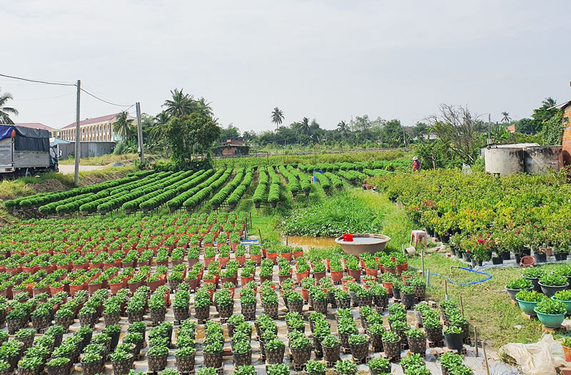Hoa kiểng Chợ Lách chuẩn bị cho vụ Tết 2021