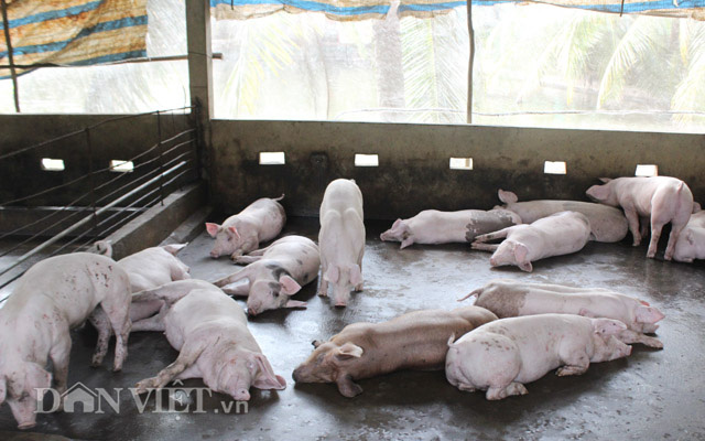 Đồng Nai: Lắp máy lạnh trong chuồng cho heo ăn, ngủ, 2 ông nông dân này làm giàu nhàn tênh