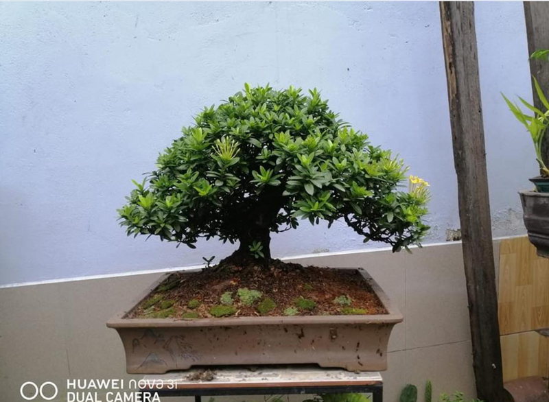 Cây 'tí hon' nằm gọn trong bàn tay, khách chịu chơi chi cả chục triệu mua về ngắm
