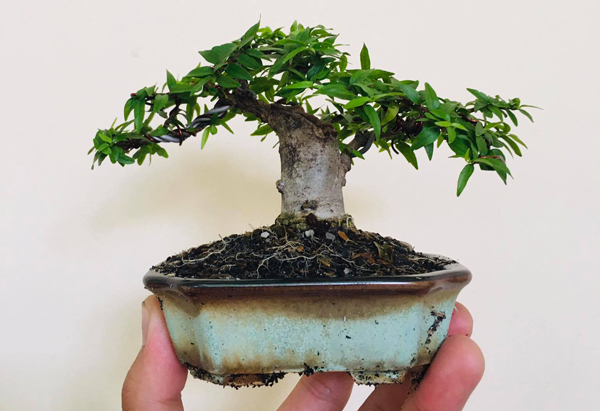 Cây 'tí hon' nằm gọn trong bàn tay, khách chịu chơi chi cả chục triệu mua về ngắm
