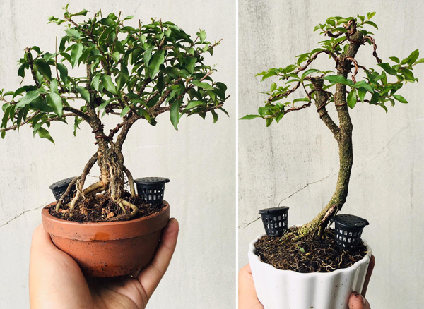 Cây 'tí hon' nằm gọn trong bàn tay, khách chịu chơi chi cả chục triệu mua về ngắm