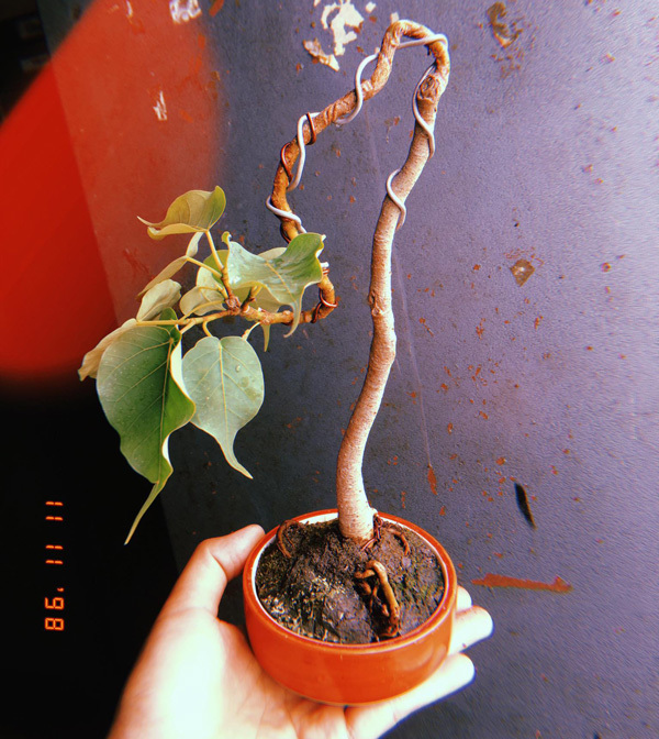Cây 'tí hon' nằm gọn trong bàn tay, khách chịu chơi chi cả chục triệu mua về ngắm