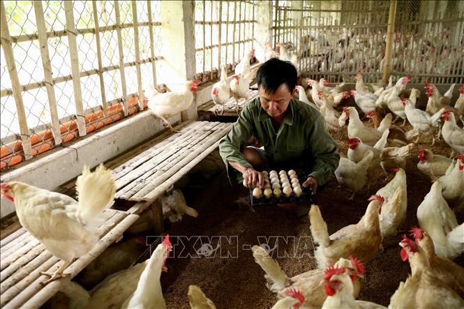 Liên kết hộ chăn nuôi gia cầm theo hướng sản xuất hàng hóa