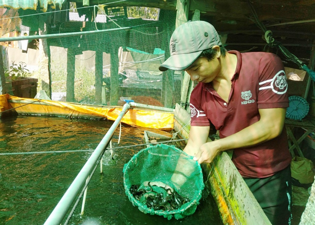 Tiềm năng nuôi thương phẩm cá chạch lấu  Báo Khánh Hòa điện tử