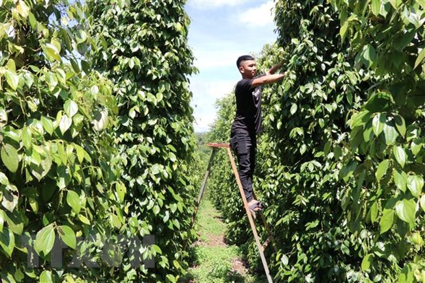 Nông sản Việt ra thị trường thế giới: Nâng cao năng lực thích ứng