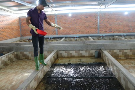 Vĩnh Long: Phát triển mô hình nông nghiệp kỹ thuật cao