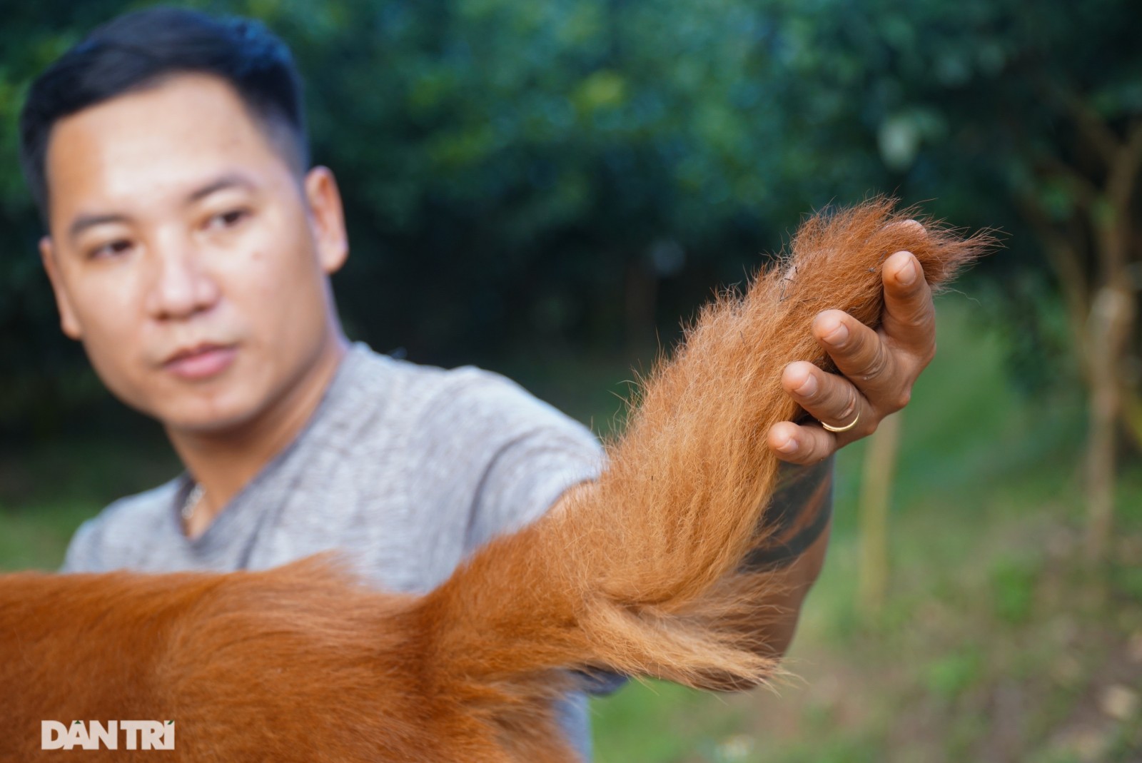 Hồi sinh giống chó săn cổ quý hiếm lừng danh đất Việt
