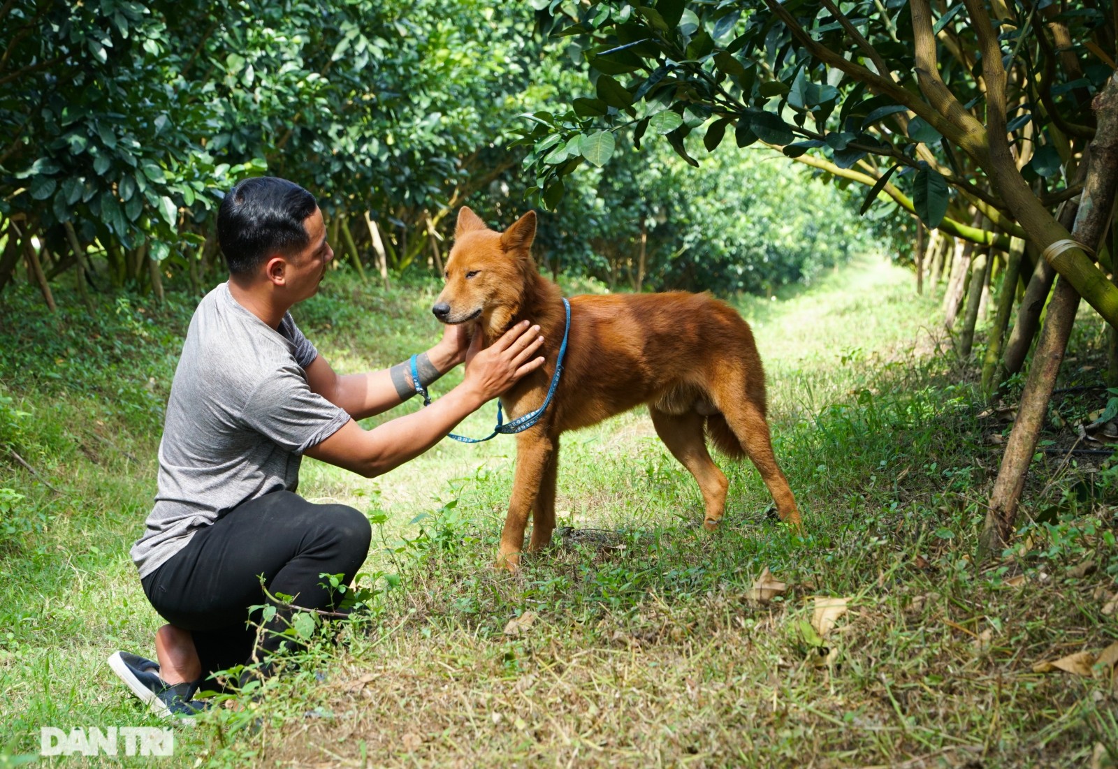 Hồi sinh giống chó săn cổ quý hiếm lừng danh đất Việt