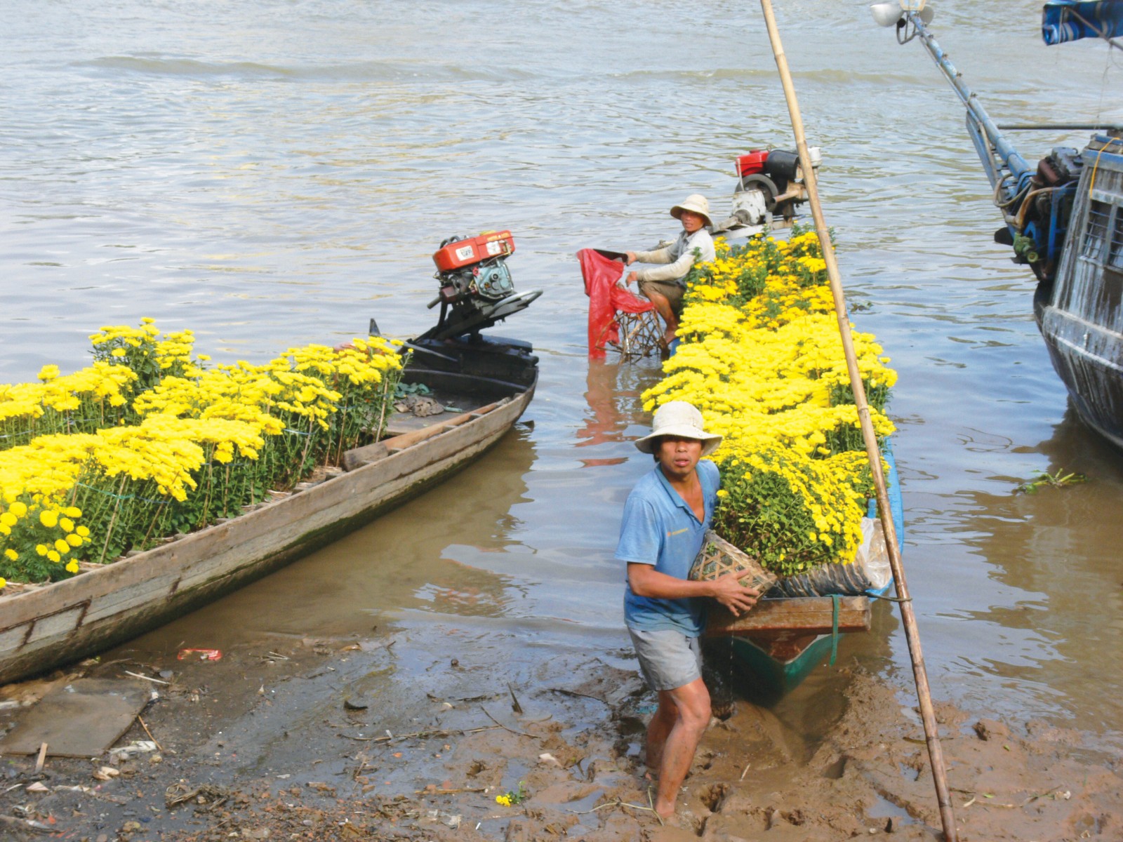 Mùa hoa Tết nhiều nỗi lo