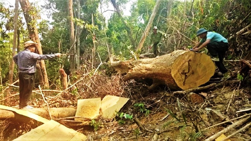 Bắt giam nguyên Giám đốc Công ty lâm nghiệp Ea Kar