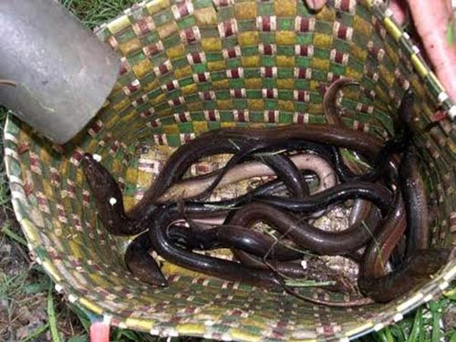 Những món lươn độc đáo ở miền Tây