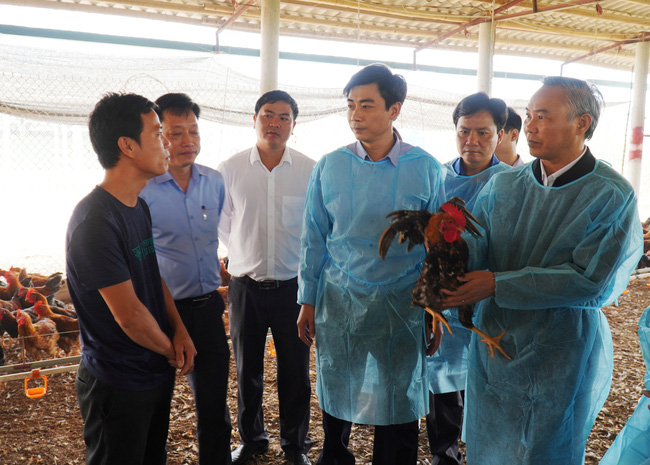 Gà lông màu đang đầy chuồng, giá thấp, vì sao lại dự báo khan hiếm sau Tết Nguyên đán?