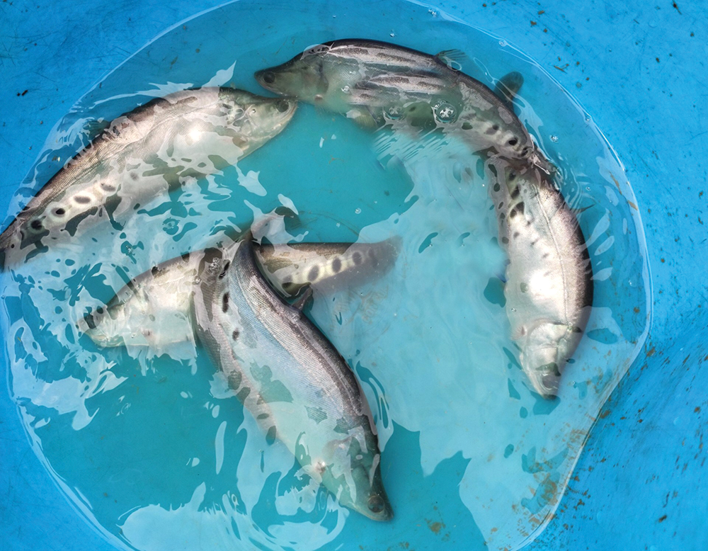 Nông dân nuôi cá sặc rằn tại Hậu Giang thua lỗ nặng  TIN TỨC NÔNG NGHIỆP