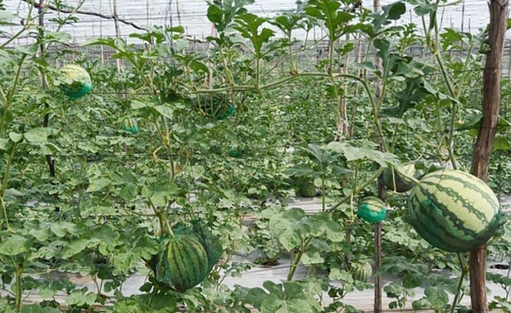 Làm giàn trồng dưa hấu