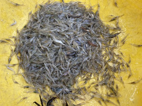 Về đồng ăn tép