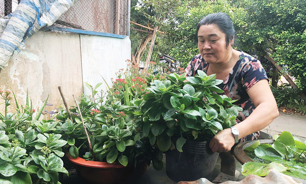 Tự trồng hoa đón Tết
