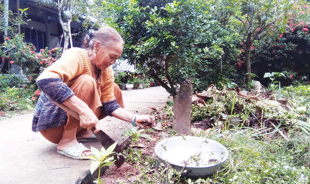 Tự trồng hoa đón Tết