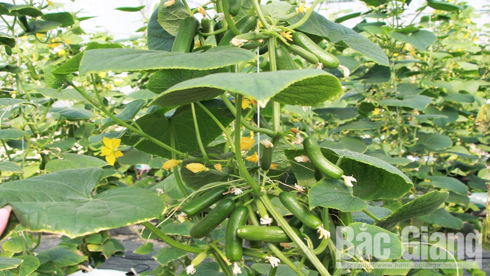 Bắc Giang tập trung nâng hạng các sản phẩm OCOP