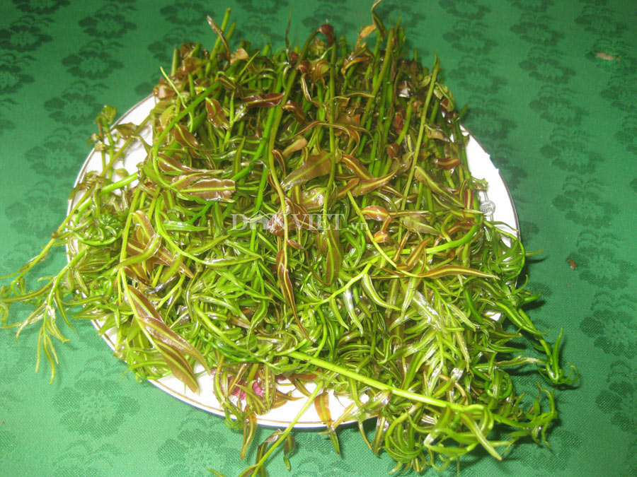 Đọt choại - món rau rừng “thời thượng“