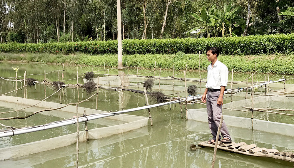 Ứng dụng công nghệ vi sinh trong sản xuất giống cá chạch lấu