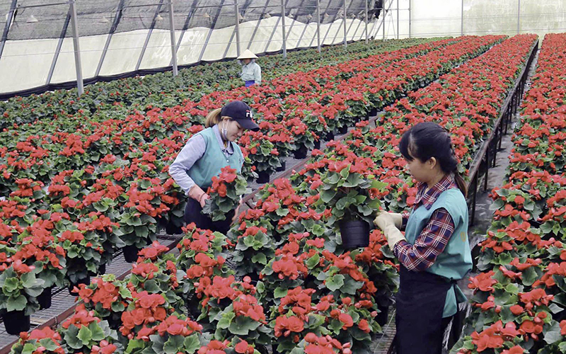 Lâm Ðồng phát triển nền nông nghiệp hiện đại