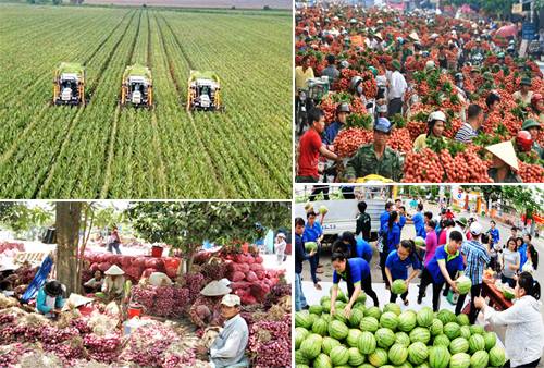 Nhiều tín hiệu vui từ thị trường nông sản